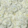 Chrysanthemum 'Frosty Igloo' 1 Chrysanthemum 'Frosty Igloo' -Garden Bloomy Shop 30235
