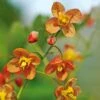 Epimedium X Warleyense 'Orange Queen' 1 Epimedium X Warleyense 'Orange Queen' -Garden Bloomy Shop 30524