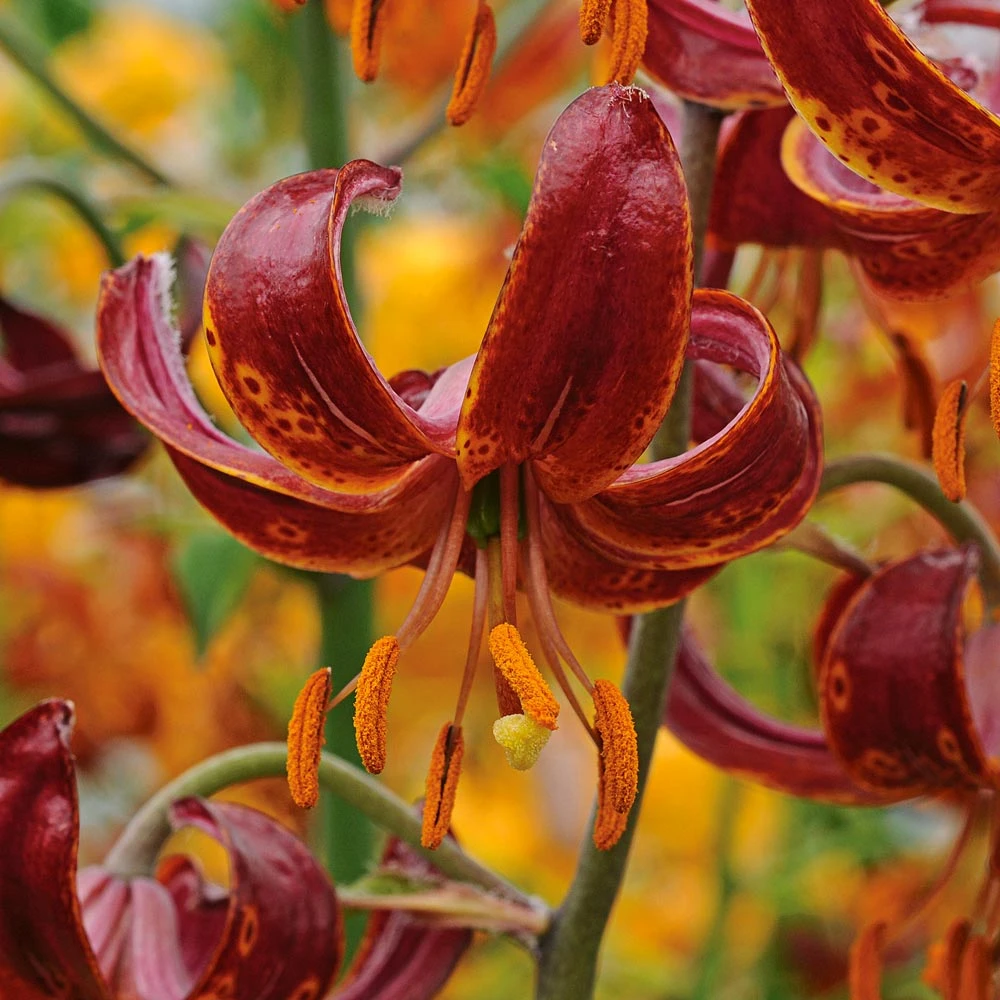 Lilium 'Claude Shride' 3 Lilium 'Claude Shride'
