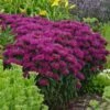 Monarda Didyma Sugar Buzz® 'Grape Gumball' -Garden Bloomy Shop 31374