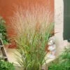 Ornamental Grass: Panicum Virgatum 'Shenandoah' 1 Ornamental Grass: Panicum Virgatum 'Shenandoah' -Garden Bloomy Shop 32005