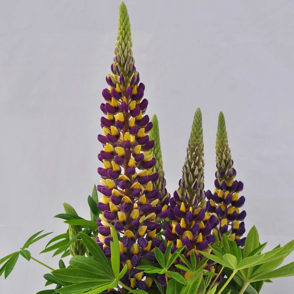 Lupinus Staircase® Dark Blue & Yellow 3 Lupinus Staircase® Dark Blue & Yellow
