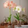 Amadeus Amaryllis Duo, Two Bulbs With Two Dutch Hurricane Vase Kits 2 Amadeus Amaryllis Duo, Two Bulbs With Two Dutch Hurricane Vase Kits -Garden Bloomy Shop 32187