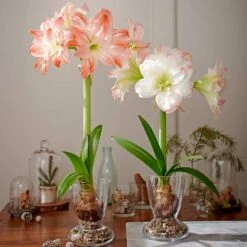 Amadeus Amaryllis Duo, Two Bulbs With Two Dutch Hurricane Vase Kits