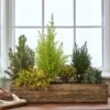 Indoor Evergreen Garden -Garden Bloomy Shop 32369