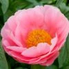 Peony 'Salmon Dream'