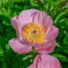 Peony 'Roselette' -Garden Bloomy Shop 33503