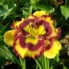 Hemerocallis (Daylily) 'Pansy Face Charmer' - Reblooming 1 Hemerocallis (Daylily) 'Pansy Face Charmer' - Reblooming -Garden Bloomy Shop 33535