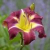 Hemerocallis (Daylily) 'Thank Your Lucky Stars' - Reblooming -Garden Bloomy Shop 33536