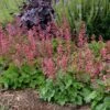 Heuchera 'Berry Timeless' -Garden Bloomy Shop 33656