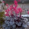 Heuchera 'Timeless Treasure' -Garden Bloomy Shop 33657