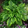 Hosta 'One Last Dance' -Garden Bloomy Shop 33662