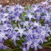 Chionodoxa Luciliae (Gigantea Group) -Garden Bloomy Shop 34042