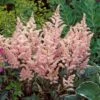 Astilbe X Rosea 'Peach Blossom' 2 Astilbe X Rosea 'Peach Blossom' -Garden Bloomy Shop 34054