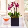 Purple Mini Moth Orchids In Square Cachepot