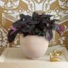 Purple Waffle 'Exotica' In Cream Ceramic Cachepot 2 Purple Waffle 'Exotica' In Cream Ceramic Cachepot -Garden Bloomy Shop 34541