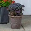 Ornamental Cabbage Osaka Red In Roped Roman Pot And Saucer