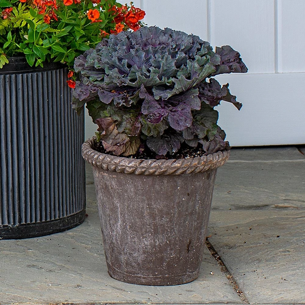 Ornamental Cabbage Osaka Red In Roped Roman Pot And Saucer 3 Ornamental Cabbage Osaka Red In Roped Roman Pot And Saucer