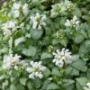 Lamium Maculatum 'White Nancy' 2 Lamium Maculatum 'White Nancy' -Garden Bloomy Shop 34732