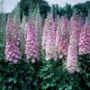 Delphinium Elatum 'Million Dollar Blush' 2 Delphinium Elatum 'Million Dollar Blush' -Garden Bloomy Shop 34876