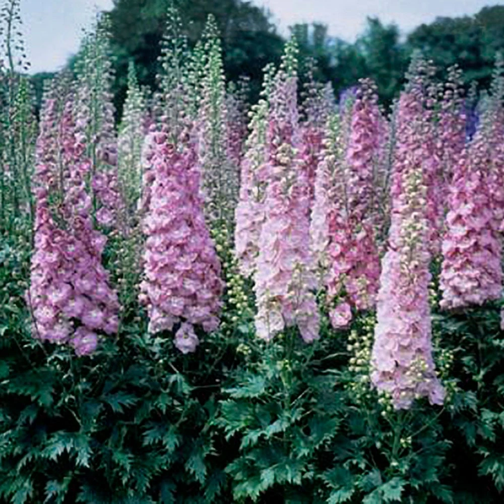 Delphinium Elatum 'Million Dollar Blush' 3 Delphinium Elatum 'Million Dollar Blush'