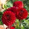 Dahlia 'Red Fox' -Garden Bloomy Shop 35168