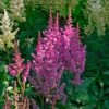 Astilbe Chinensis 'Visions' -Garden Bloomy Shop 35271