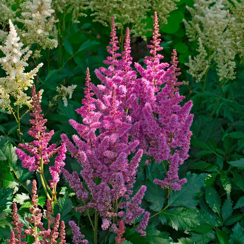 Astilbe Chinensis 'Visions' 3 Astilbe Chinensis 'Visions'