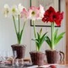 Three Months Of Colorful Amaryllis, December - February -Garden Bloomy Shop 35294