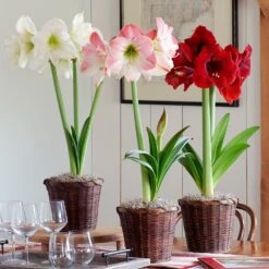 Three Months Of Colorful Amaryllis, December - February