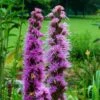 Liatris Spicata -Garden Bloomy Shop 35303