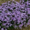 Phlox Subulata 'Eye Candy' -Garden Bloomy Shop 35661