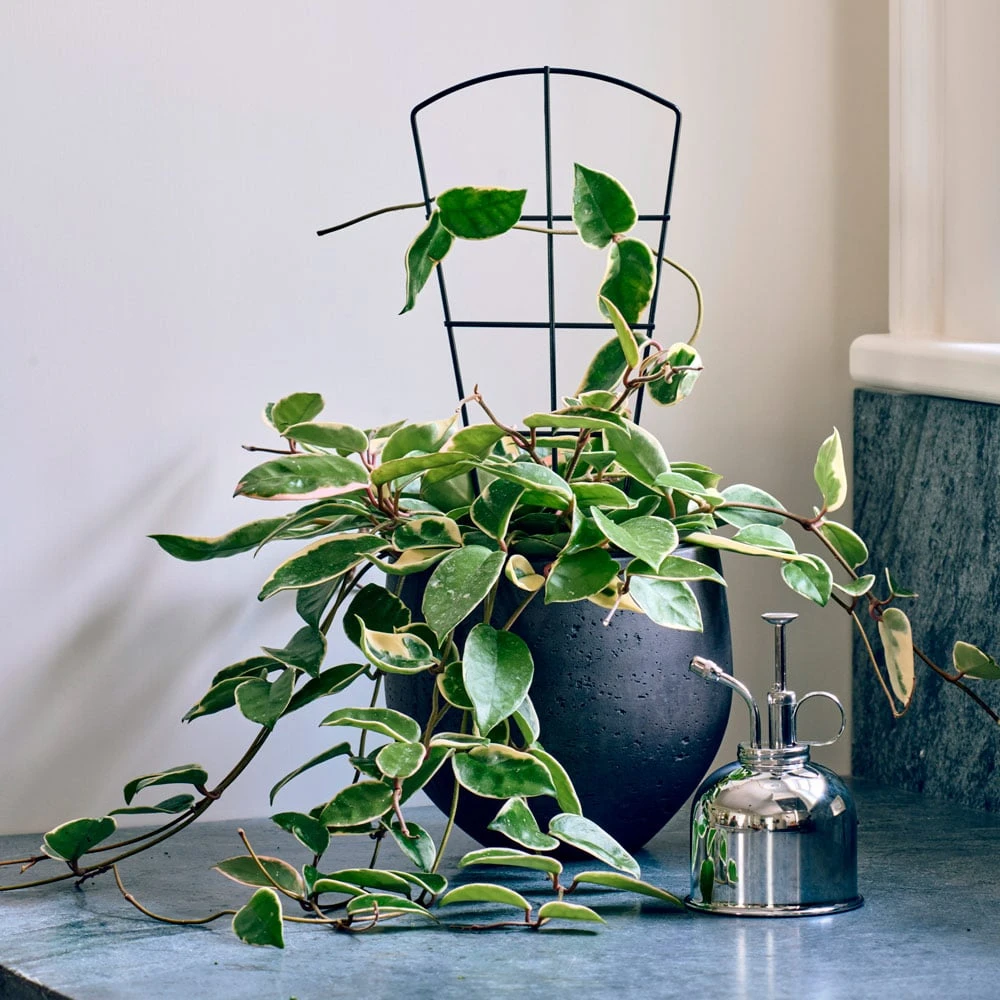 Petite Trellises, Set Of 3 3 Petite Trellises, Set Of 3