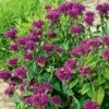 Monarda Didyma 'Purple Rooster' 1 Monarda Didyma 'Purple Rooster' -Garden Bloomy Shop 37286