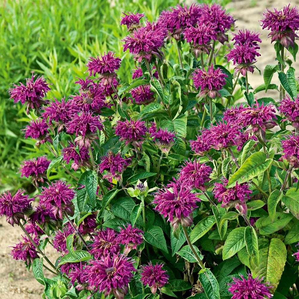 Monarda Didyma 'Purple Rooster' 3 Monarda Didyma 'Purple Rooster'