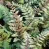 Athyrium Niponicum Var. Pictum 'Regal Red' -Garden Bloomy Shop 37469