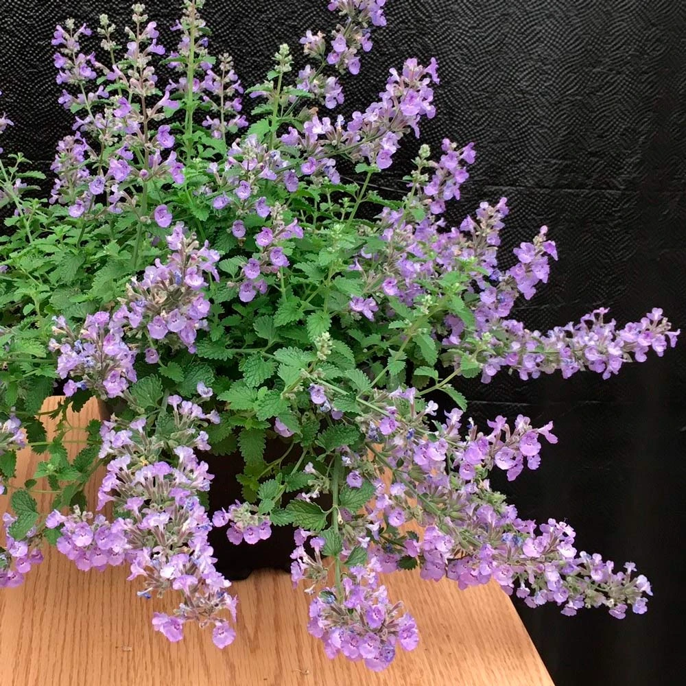 Nepeta X Faassenii SylvesterBlue™ 3 Nepeta X Faassenii SylvesterBlue™