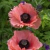 Papaver Orientale 'Aglaja' -Garden Bloomy Shop 37501