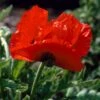 Papaver Orientale 'Marcus Perry' 2 Papaver Orientale 'Marcus Perry' -Garden Bloomy Shop 37506