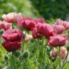 Papaver Orientale 'Marlene' 2 Papaver Orientale 'Marlene' -Garden Bloomy Shop 37507