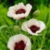 Papaver Orientale 'Perry's White' 2 Papaver Orientale 'Perry's White' -Garden Bloomy Shop 37508