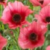 Papaver Orientale 'Burning Heart'