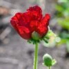 Papaver Orientale 2 Papaver Orientale -Garden Bloomy Shop 37510
