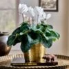 Cyclamen Halios® Pure White In Gold-toned Ceramic Cachepot -Garden Bloomy Shop 37801