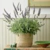 Lavender 'Goodwin Creek Grey' In Seagrass Basket -Garden Bloomy Shop 37806