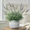 Lavender 'Goodwin Creek Grey' In White-washed Ceramic Cachepot -Garden Bloomy Shop 37808