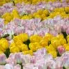 Encore Tulip Duo -Garden Bloomy Shop 38381