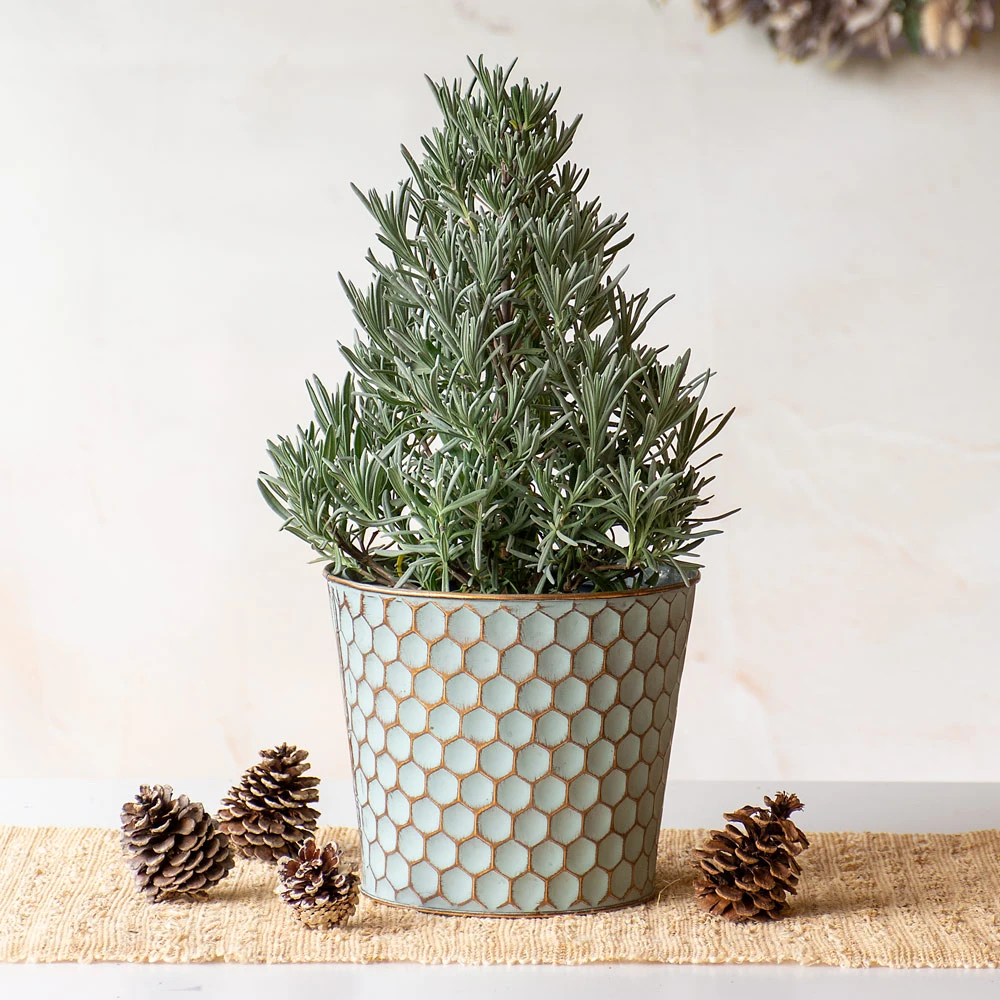 Lavender Tree In Honeycomb Metal Cachepot 3 Lavender Tree In Honeycomb Metal Cachepot