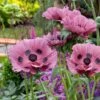 Papaver Orientale 'Little Patty's Plum' -Garden Bloomy Shop 38502