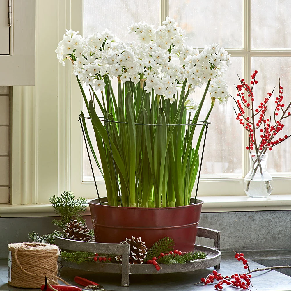 Paperwhite Kit With Red Tole 3 Paperwhite Kit With Red Tole